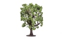 Roble (1)