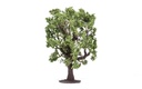 Roble (2)