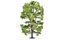Acacia Tree (1)
