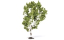 Birch Tree (2)