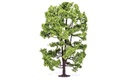 Acacia Tree (2)