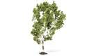 Birch Tree (1)