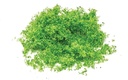 Flock - Bright Green (2)