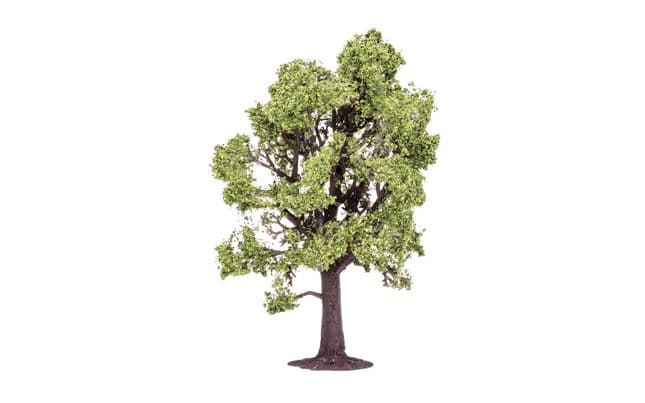 Beech Tree (2)