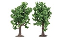 Beech Trees (2)