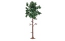 Large Pine Tree (2)