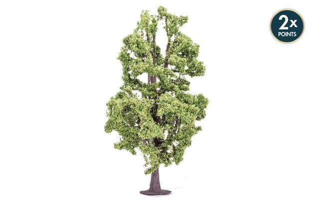 Lime Tree (1)
