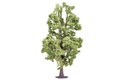Lime Tree (2)