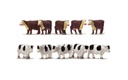 Cows (1)