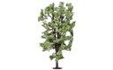 Albero di ippocastano (1)