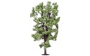 Albero di ippocastano (2)