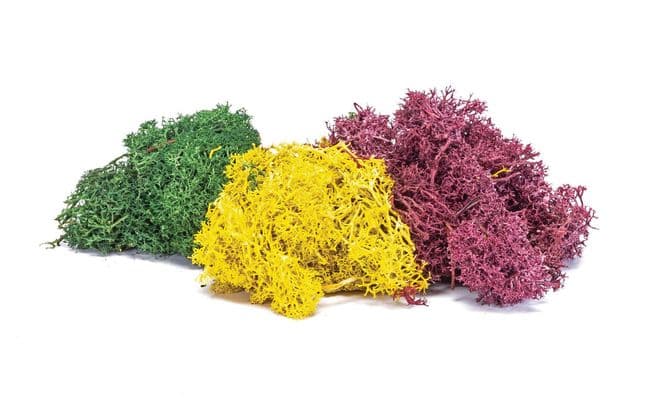 Lichene – Miscela autunnale (1)