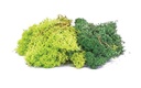 Lichene - miscela verde (1)