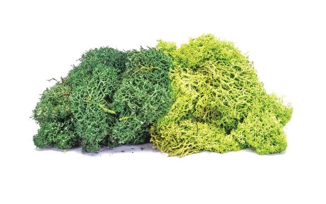 Lichene – miscela verde grande (2)