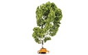 Tree (with Circular Bench) (2)