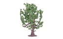 Roble