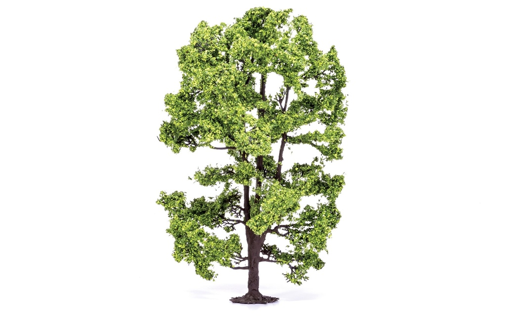 Acacia Tree