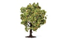 Apple Tree (with Fruit)