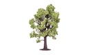 Beech Tree