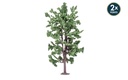 Lime Tree