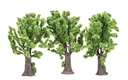 Maple Trees