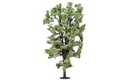 Albero di ippocastano