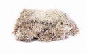 Lichene – grigio pietra